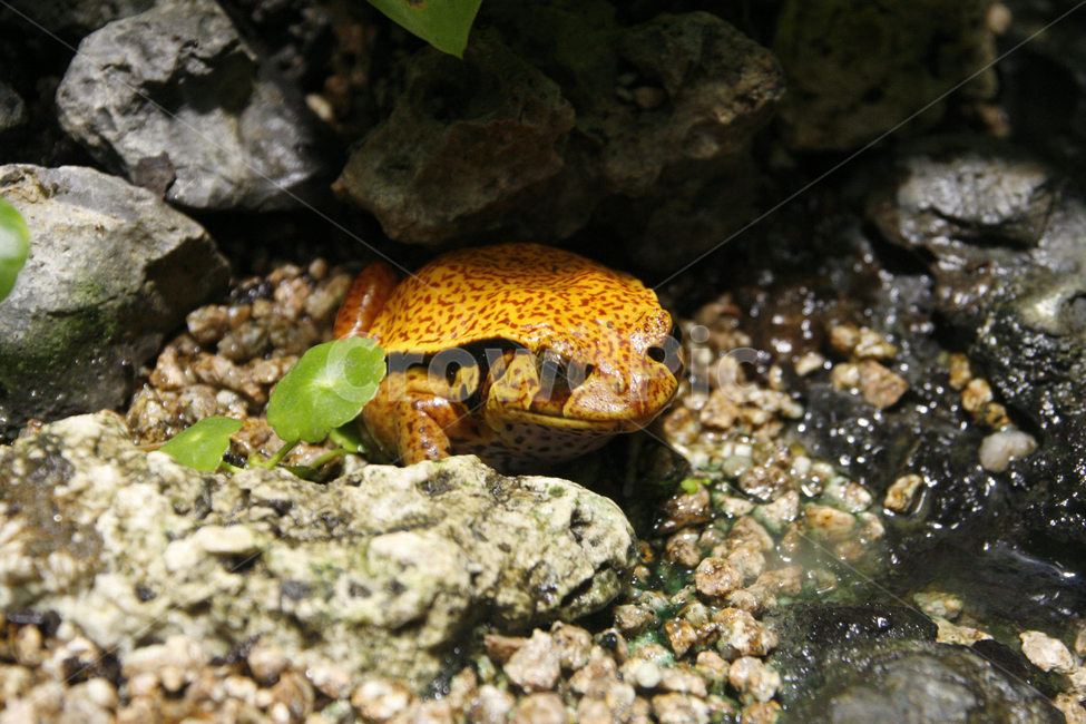개구리,동물,잠복,노란,생물,동물,animal,파충류,양서류,reptile,amphibian