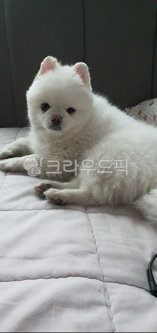 귀여운강아지,포메,포메라니안,졸린강아지,뚱한강아지,강아지,동물,pomeranian,pome,반려견