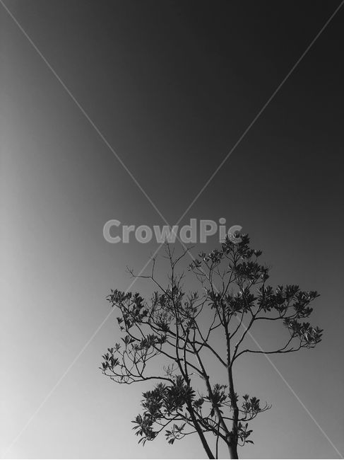 nature,outdoors,옥외,feeling,흑백사진,흑백,나뭇가지,공원,하늘,sky,plant,실루엣,식물,tree,나무,silhouette,흑백,모노톤,monochrome,black and white