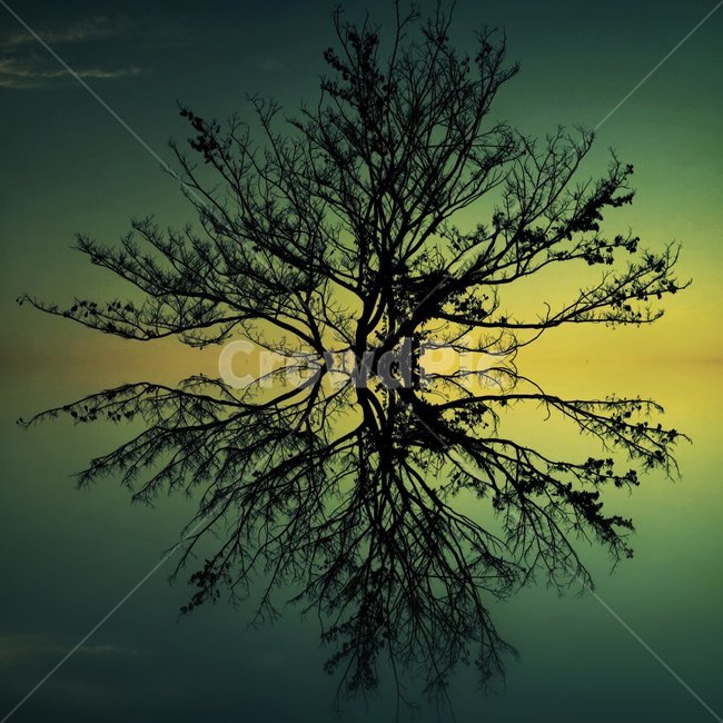 nature,자연,tree,나무,plant,식물,일러스트,식물,자연,plants,nature,나무,trees,wood