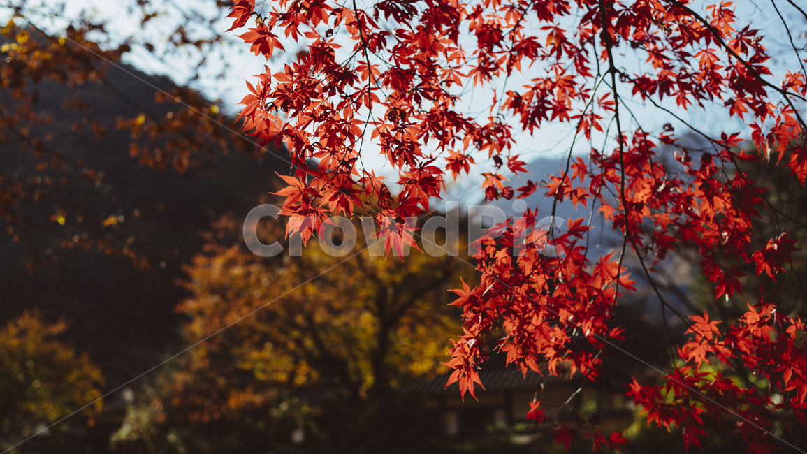 단풍,가을,autumn,빨강,나뭇잎,fall,leaf,자연,nature,autumnleaves,가을,계절,fall,autumn,season,식물,자연,plants,nature,잎,plant,tree,나무,maple