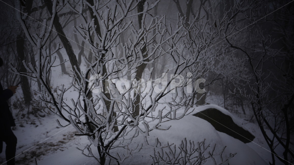 나무,산,눈,안개,겨울,눈꽃,겨울,계절,winter,season,자연,풍경,nature,landscape,outdoors,옥외,snow
