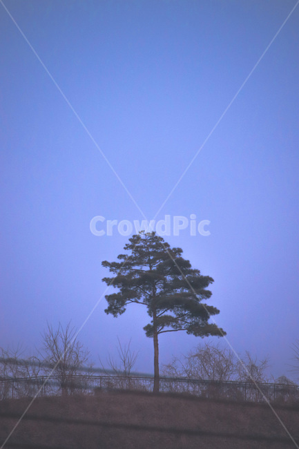 tree,나무,plant,식물,산,나홀로나무