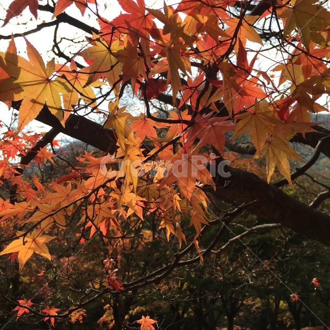 가을,계절,단풍잎,단풍,낙엽,단풍나무,가을하늘