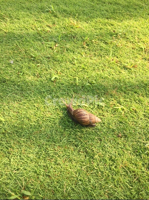 plant,잔디,grass,식물,자연,달팽이풀,초록,연두,달팽이