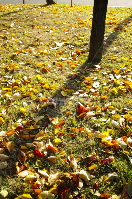 autumn,가을,나무,단풍,식물,낙엽,가을,계절,fall,autumn,season,ground,바닥,leaf,잎,plant,tree