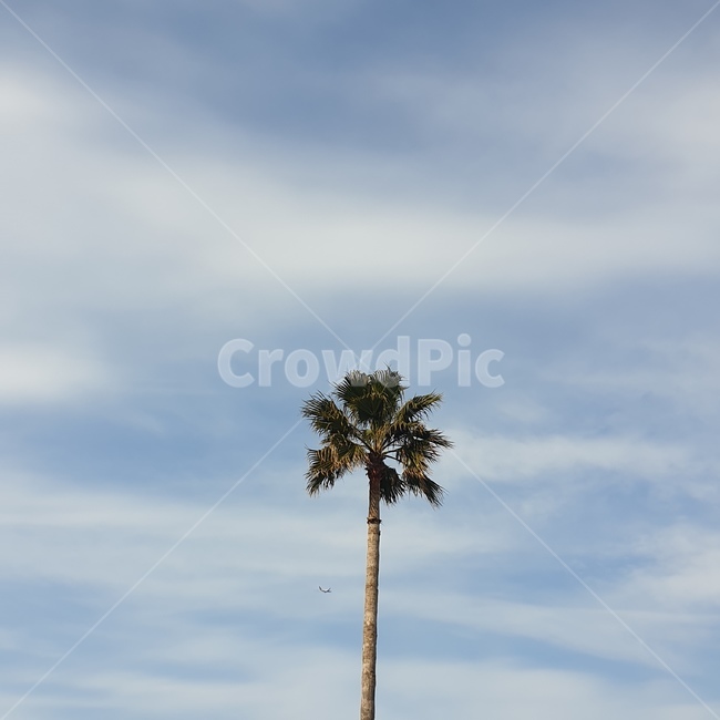 풍경,하늘,야자수,비행기,나무,arecaceae,tree,palmtree,plant,식물,초록,파랑,계절,봄,여름,가을,겨울,소소하게