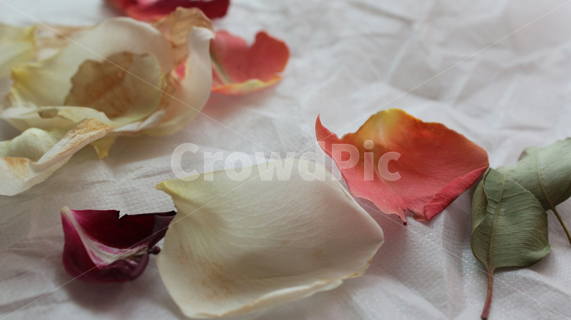 시든꽃,꽃잎,꽃,식물,천배경,flower,plants,withered,마른