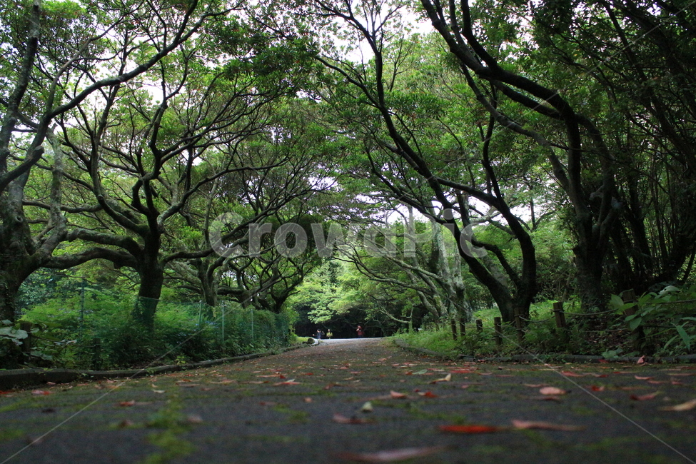 숲,숲길,나무,낙엽,오솔길,삼림욕,forest,tree,road,자연,풍경,nature,landscape,plant,식물,outdoors,옥외,tree trunk,나무 줄기