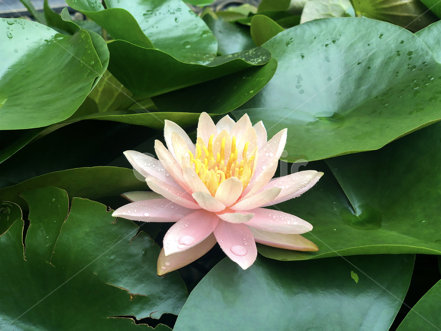 연꽃,불교,꽃,잎,연못,식물,자연,plants,nature,꽃,flower