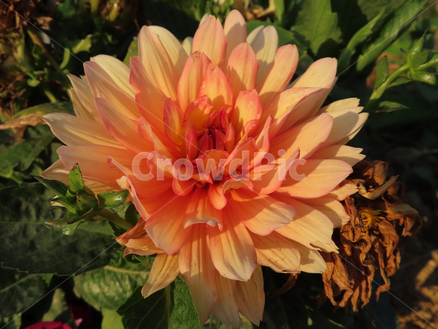 쌍떡잎,식물,꽃,아름다움,주황색,화려한,plants,flowers,beauty,orange,sunny