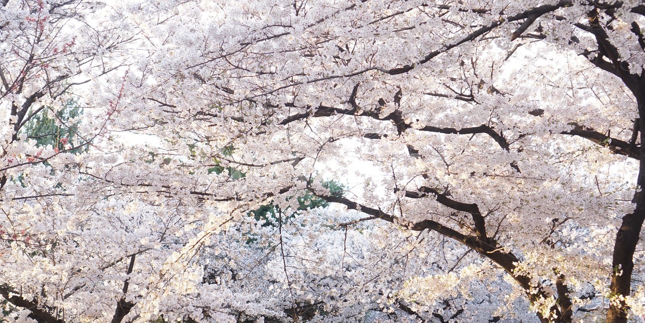 벚꽃,나무,꽃,blossom,cherryblossom,벚꽃나무,봄,봄,계절,spring,season,자연,풍경,nature,landscape,plant,식물,flower