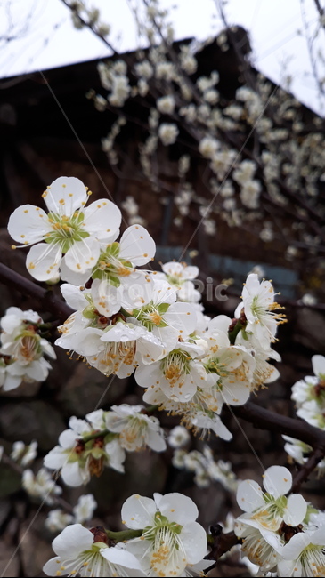 매화나무,매실나무,봄,꽃,flower,비온뒤,식물,봄비