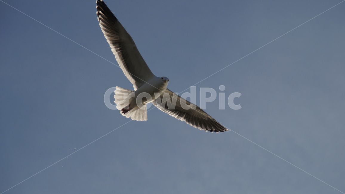 자연,동물,갈매기,비행,하늘,동물,animal,조류,새,birds