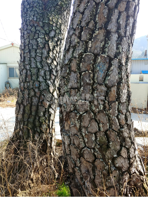 나무,식물,tree,소나무,바탕화면,백그라운드