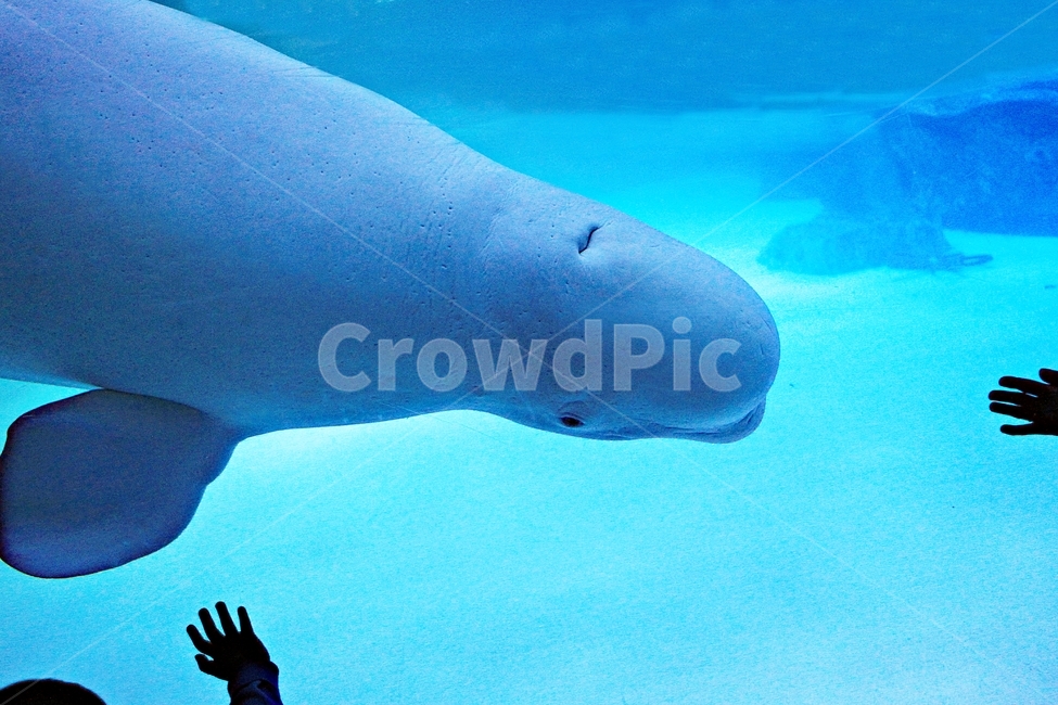 돌고래,고래,아쿠아리움,수족관,포유류,물,동물,animal,포유류,mammal