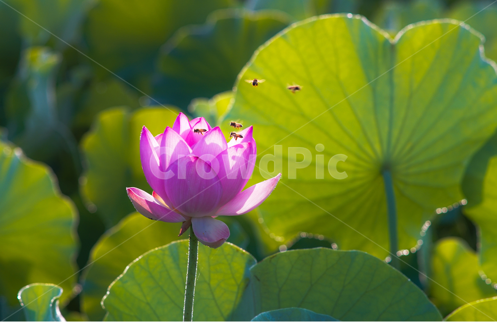 연,연밭,연꽃,꽃,수생,식물,연잎,식물,자연,plants,nature,꽃,flower,동물,animal,곤충,벌레,insect,bug