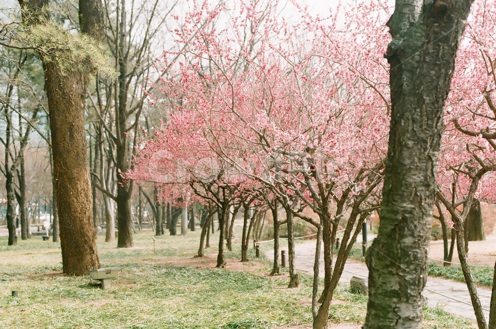 매화,홍매화,봄꽃,매화꽃,매실나무꽃,봄감성,봄꽃나무,봄,계절,spring,season,자연,풍경,nature,landscape,plant,식물