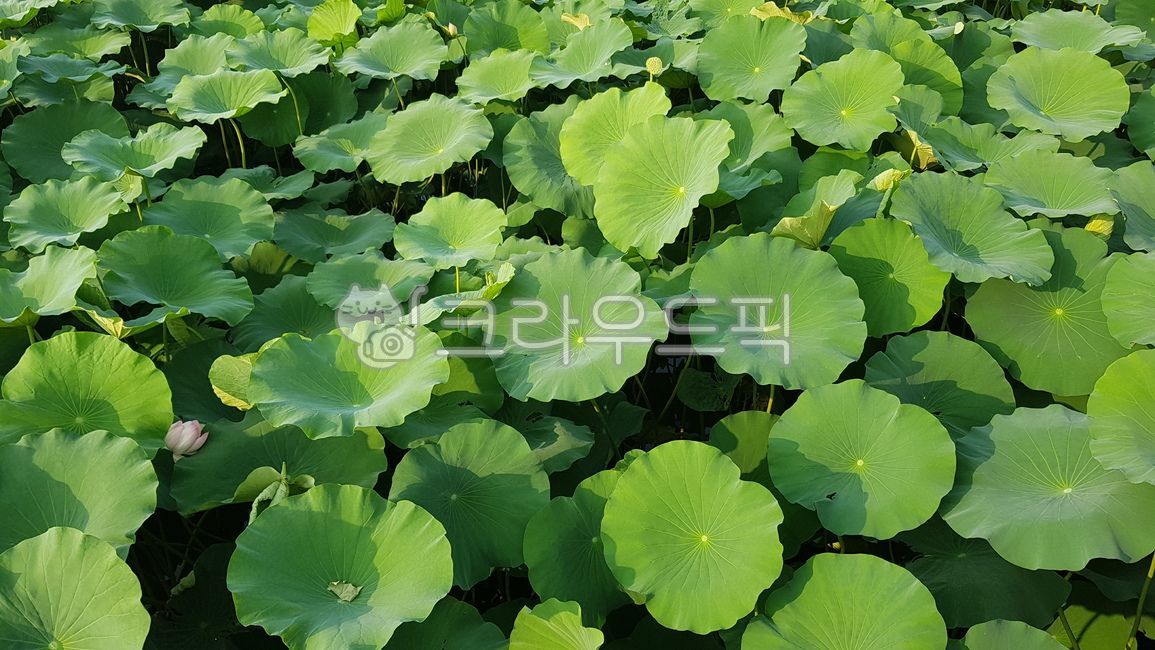 연잎, 연, 초록, 푸른, 연못, 사진,이미지,일러스트,캘리그라피 - 작은새작가