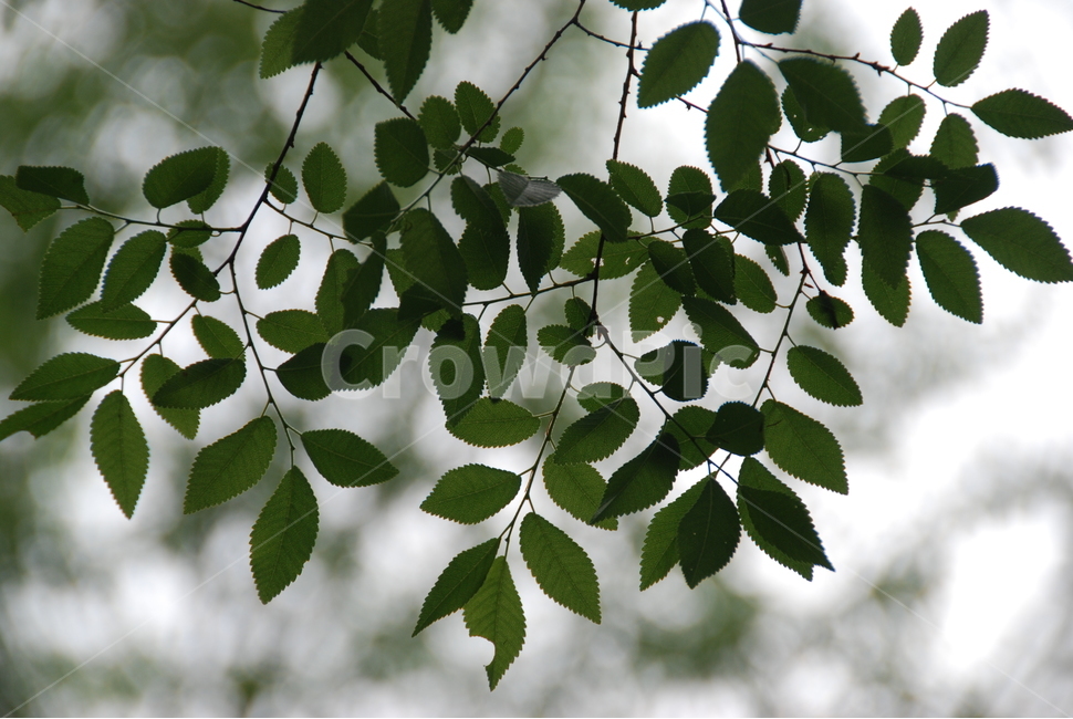 여름,자연,나뭇잎,역광,녹색,식물,자연,plants,nature