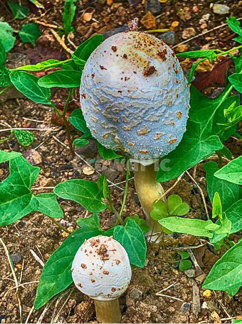 nature,자연,버섯,독버섯,poisonousmushrooms,mushrooms,버섯,mushroom