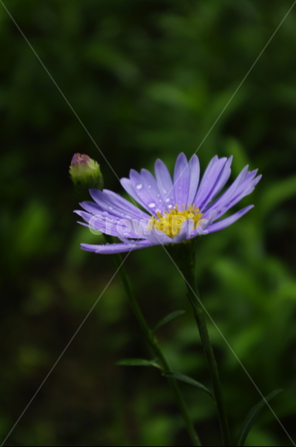 벌개미취,꽃,flower,식물,plant,자연,nature,식물,자연,plants,nature,꽃,flower