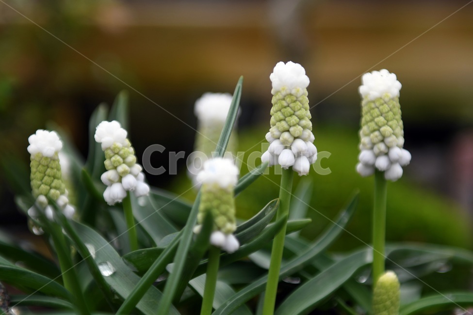식물,꽃,감성사진,자연,flower,꽃사진,봄,봄꽃,계절,감성,4월,spring,힐링,자연풍경,풍경,봄,계절,spring,season,식물,자연,plants,nature,꽃,flower,plant