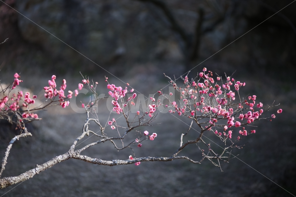목포,초의선사,홍매화,봄,핑크,풍경,식물,자연,plants,nature,봄,계절,spring,season,꽃,flower,plant,blossom
