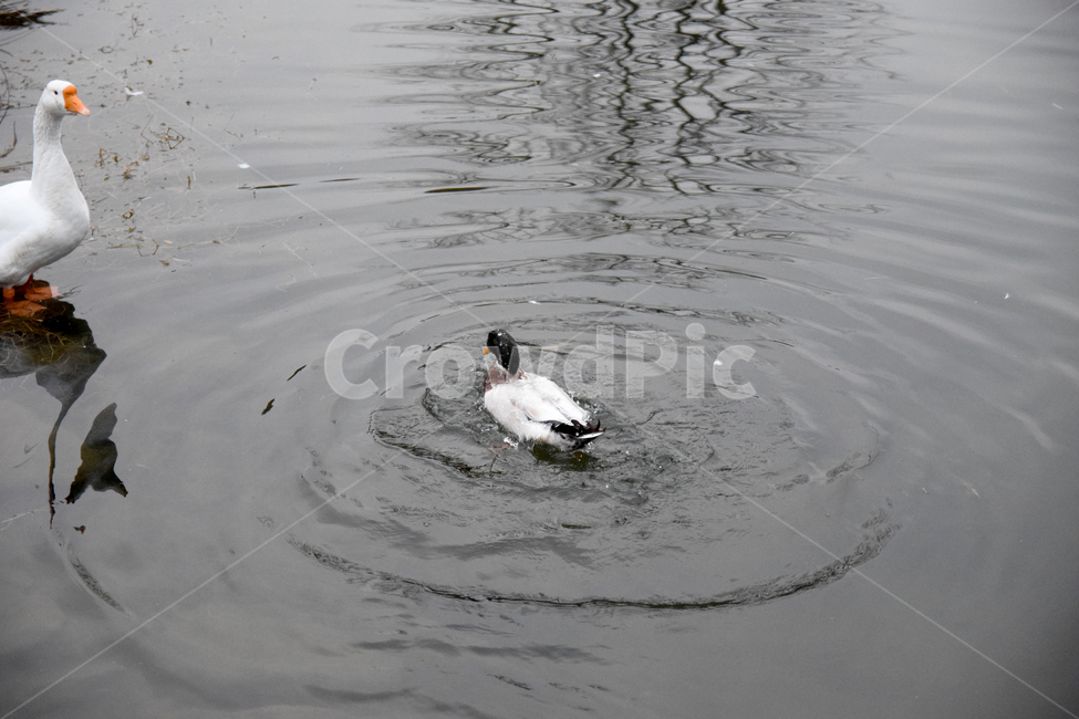 거위,오리,청둥오리,오릿과,조류,새,호수,물,헤엄치는,lake,goose,duck,동물,animal,조류,새,birds