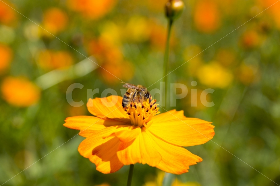 flower,꿀벌,cosmos,곤충,식물,꽃,야생화,들꽃마루,올림픽공원,nature,honeybee,벌,insect,가을,계절,fall,autumn,season,식물,자연,plants,nature,꽃,flower,동물,animal,곤충,벌레,insect,bug,invertebrate,무척추 동물,bee,honey bee