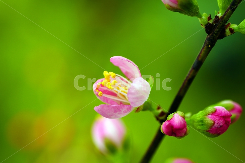한국자연,꽃,꽃사진,플라워,flower,봄,봄꽃,spring,식물,plants,자연,nature,풍경,landscape,계절,season,snap,스냅,접사,macro,closeup,클로즈업,감성사진,감성,힐링,healing,느낌,feel,feeling,꽃밭,화단,나무,나뭇가지,tree,꽃봉오리,장미과,이스라지,이스라지꽃,5월,May,이스라지나무,식물,자연,plants,nature,꽃,flower