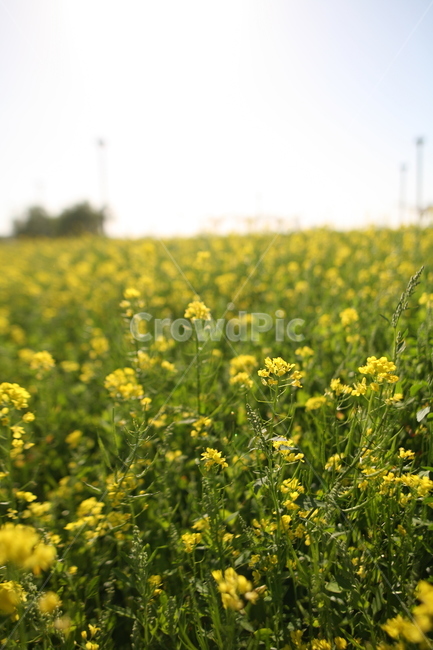 서래섬,유채꽃,유채,꽃,field,들,grassland,목초지,outdoors,옥외,flower,봄,계절,spring,season,자연,풍경,nature,landscape