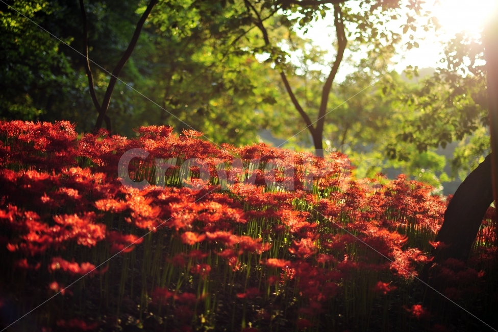 불갑사,상사화축제,꽃무릇,꽃,빛내림,자연,풍경사진,자연,풍경,nature,landscape,식물,plants,꽃,flower,휴식,힐링,rest,relaxation,healing,감성,sensible,feeling,plant,leaf,잎,outdoors,옥외