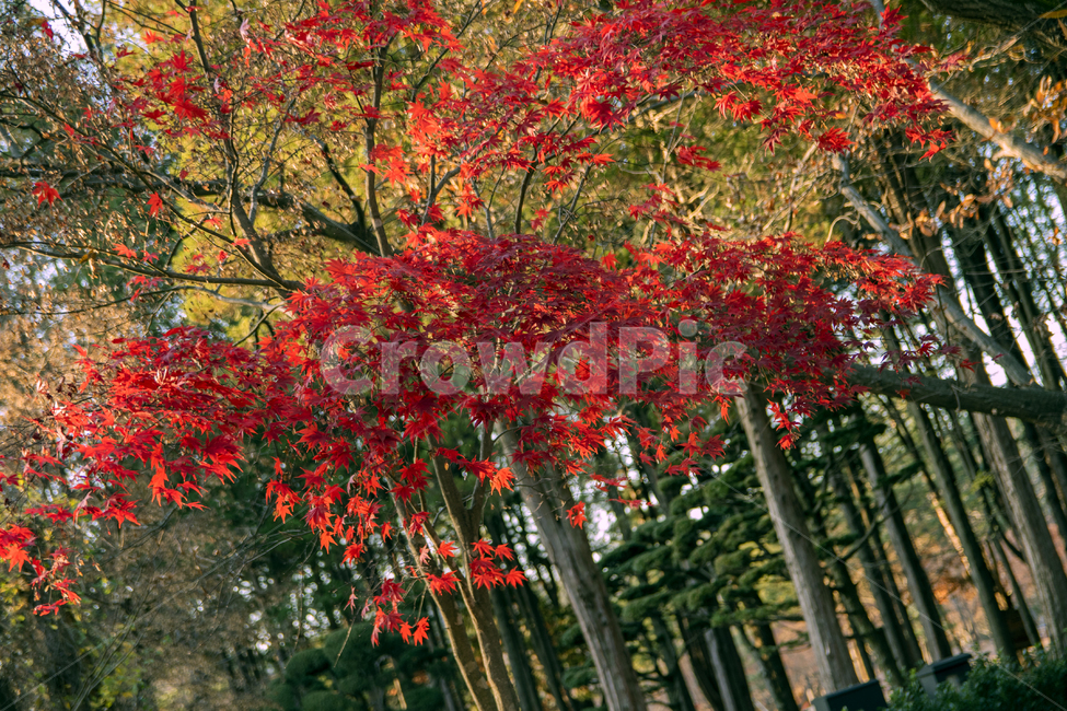 tree,나무,plant,식물,leaf,잎,가을,단풍,단풍나무