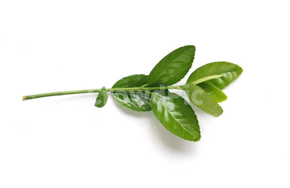 branch,closeup,fresh,green,leaf,leaves,macro,natural,nature,plant,white,나뭇가지,나뭇잎,잎,잎사귀,자연,녹색,그린,클로즈업,신선한,흰배경,탑앵글,탑뷰,사철나무,식물,자연,plants,nature,누끼,remove background