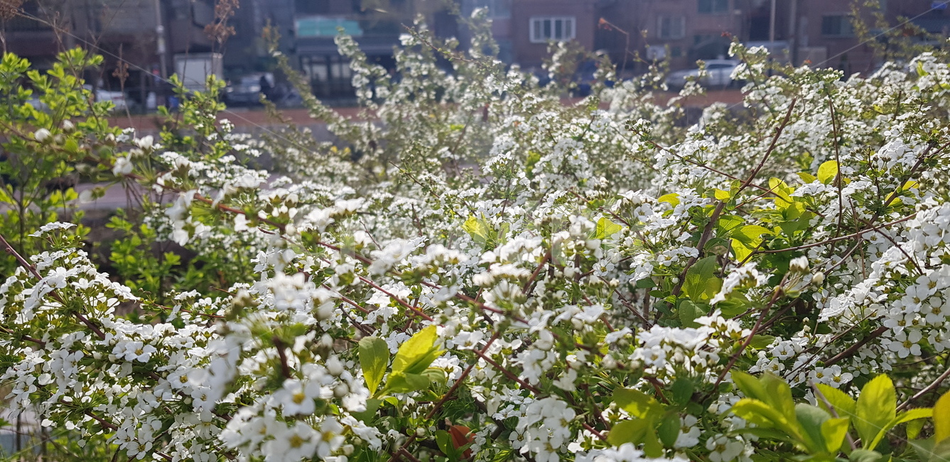 식물,flower,꽃,하얀꽃,plant
