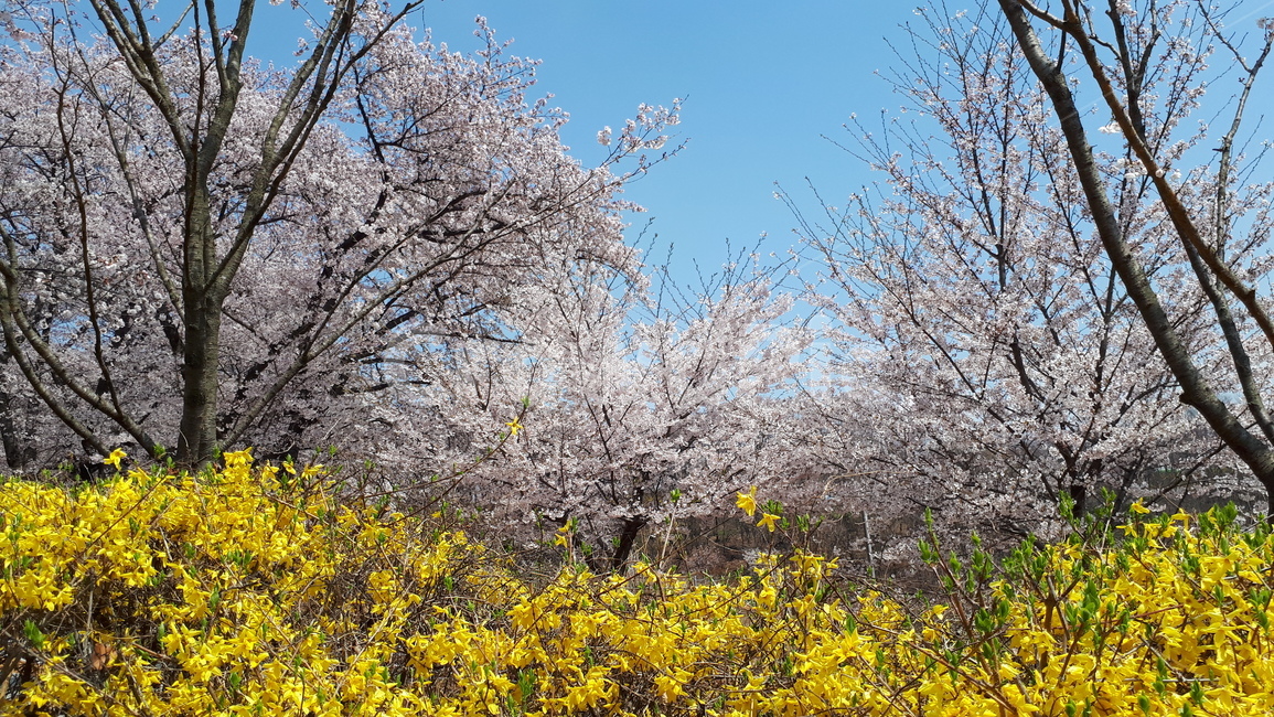 개나리,벚꽃,하늘,봄,바람,봄,계절,spring,season,plant,식물,flower,꽃,blossom