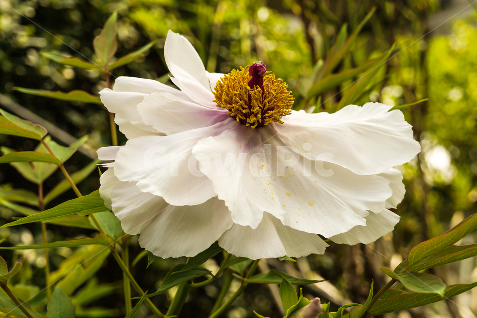 꽃,여름,모란꽃,하얀색,흰모란,식물,자연,plants,nature,꽃,flower