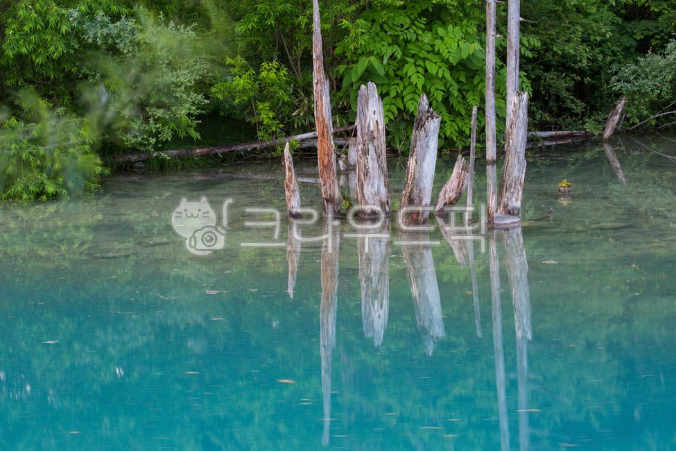 blue pond,pond,in the woods,forest,dead wood,reflection,nature,Hokkaido,hokkaido,Aoiike,blue,outdoors,mysterious,garden,lake,park