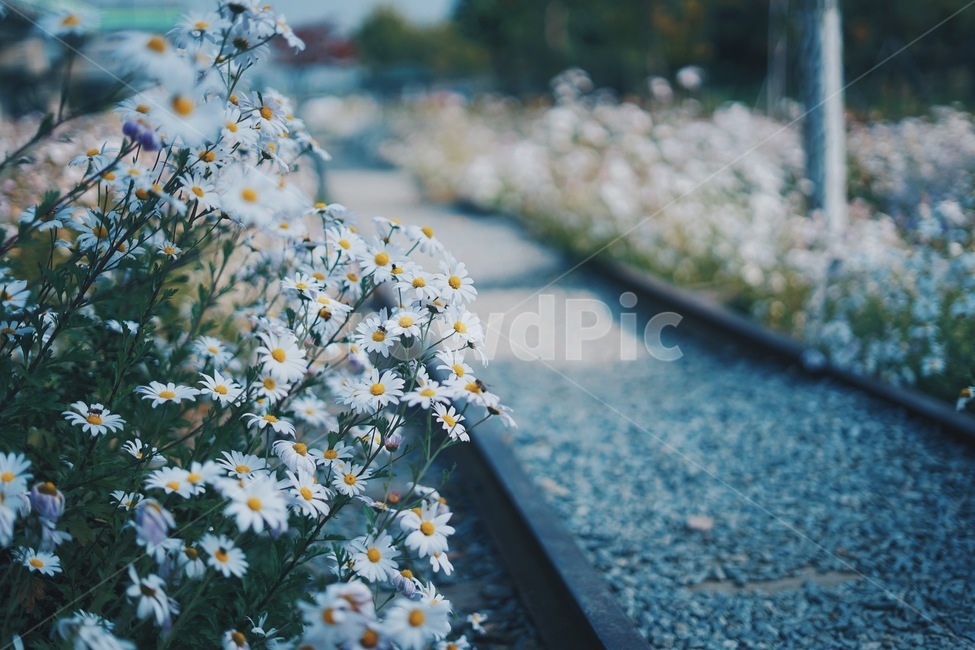 철길,꽃,식물,고잔역,기차길,식물,자연,plants,nature,꽃,flower
