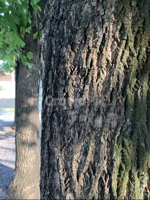나무,tree,나무줄기,treetrunk,식물,plant,나무껍질,식물,자연,plants,nature,나무,trees,wood