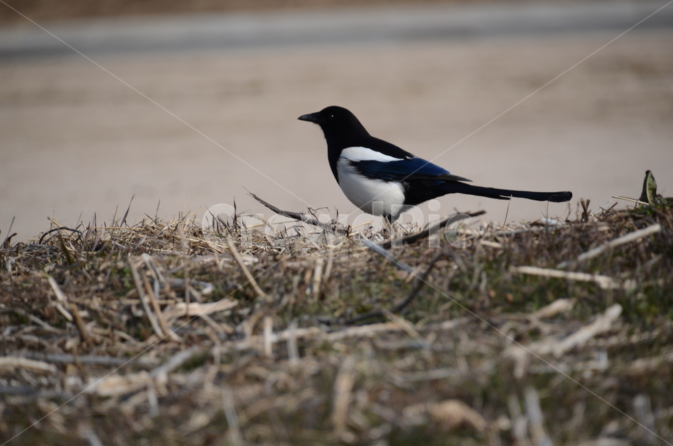 bird,새,animal,동물,까치,동물,animal,조류,새,birds