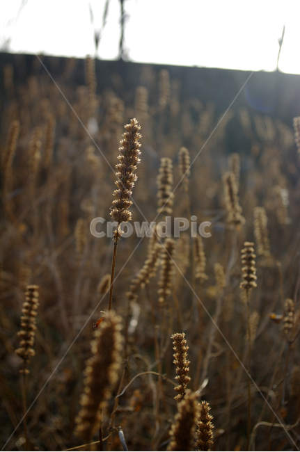 자연,nature,식물,plant,잡초,식물,자연,plants,nature