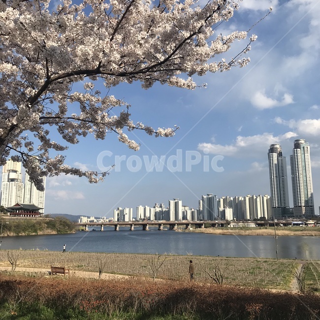 벚꽃,봄풍경,강풍경,휴식,맑은날씨,봄,계절,spring,season,도시,풍경,city,landscape,한국도시풍경,한국도시경관,korea cityscape,plant,식물