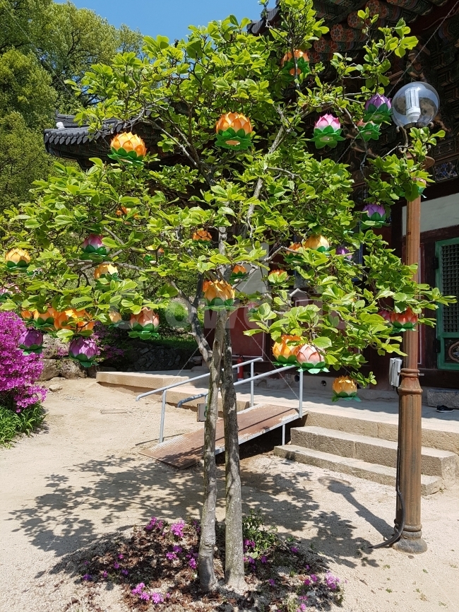 절,연등,나무,temple,Lantern,tree,식물,자연,plants,nature,한국전통,한국문화,korean traditional,korean culture,종교,신앙,religion,belief,faith