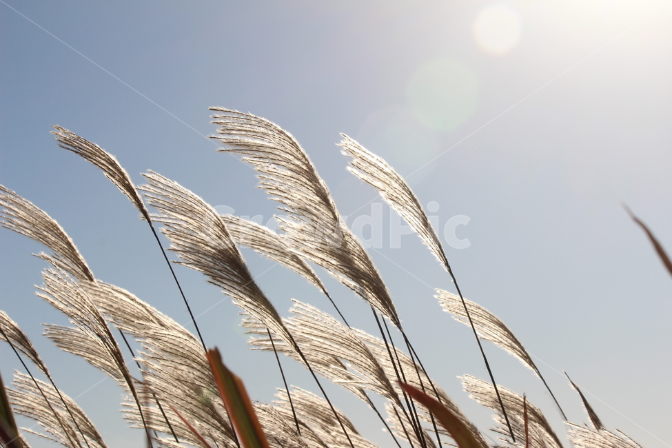 갈대,풀,식물,힐링,시골,빛,가을,계절,fall,autumn,season,grass,잔디,plant,animal,동물,bird,새