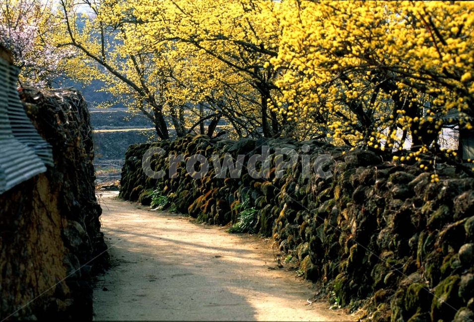 산수유축제,봄꽃,골목길,시골마을,오래된,노랑꽃,약용식물,산수유마을,지리산,구례,산동,꽃축제,season,natural,background,나무,아름다운,풍경,올드,old,flowers,country,road,과거,회상,정겨운,담장,돌담길,동구밖,집,하우스,동네,만발,절정,고목,그리움,봄,계절,spring,season,시골,마을,풍경,landscape,country,rural,town,골목길,alley,plant,식물,tree,tree trunk,나무 줄기