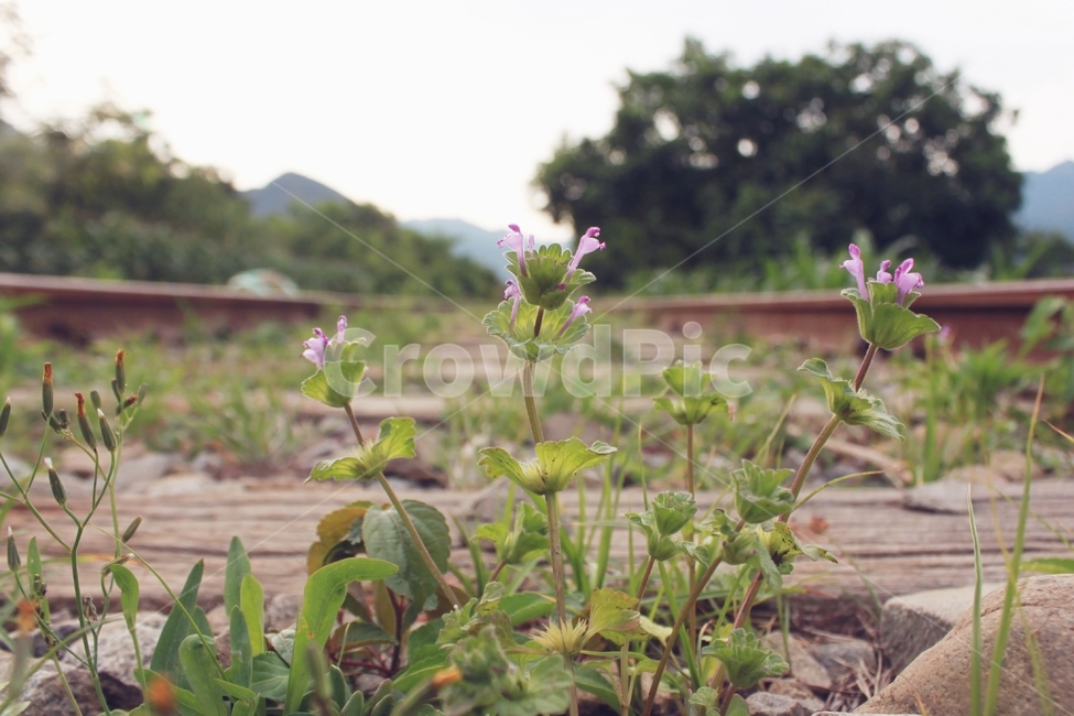 철길,기찻길,잡초,시골풍경,논,ironroads,railroadtracks,weeds,flowers,paddyfields,countryscenery