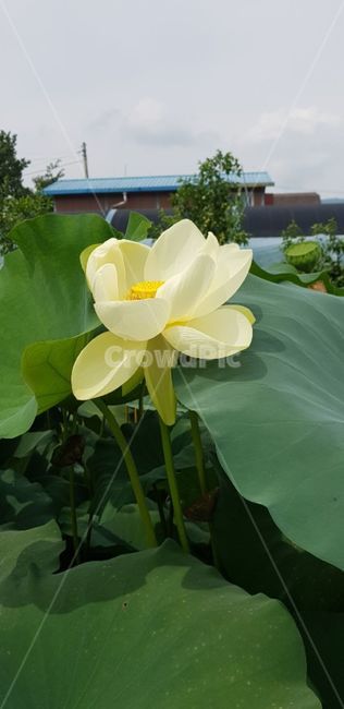 plant,식물,blossom,flower,꽃,연꽃,연잎,식물,자연,plants,nature,꽃,flower