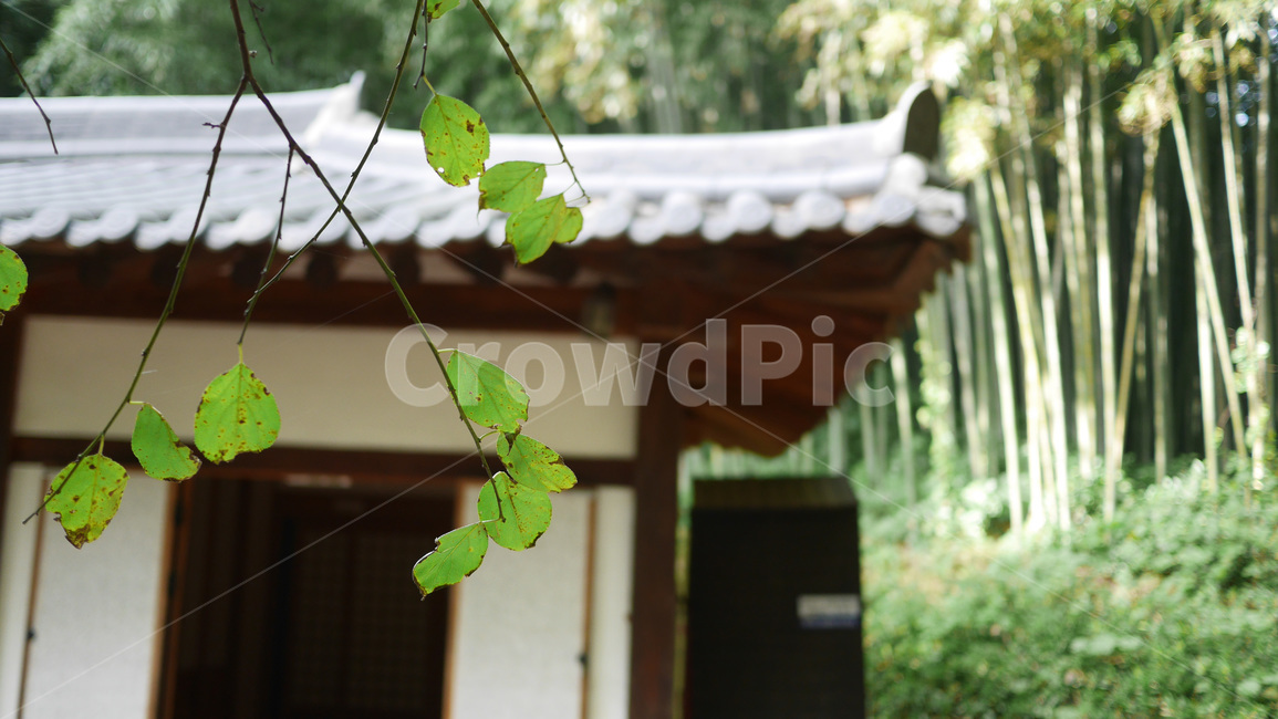 담양,한국,한옥,전통,고즈넉한,아름다움,한국적인,leaf,잎,plant,식물,자연,nature